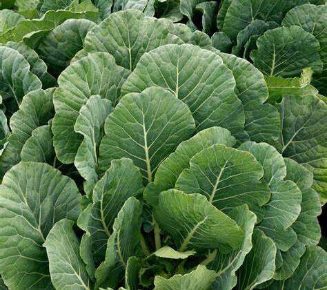December: What’s happening on the farm
