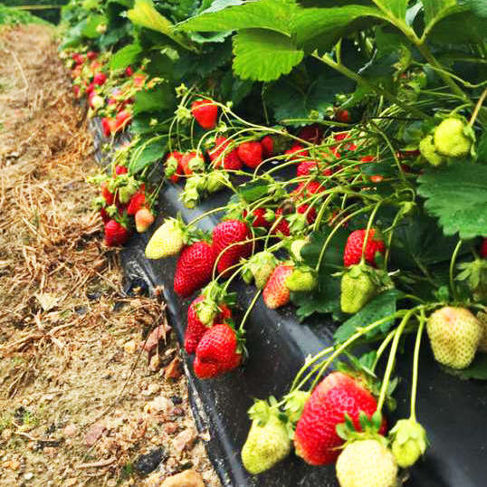 strawberries pre picked