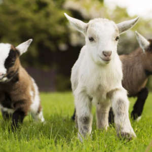 baby-goats