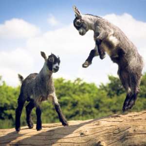 baby-goats-2