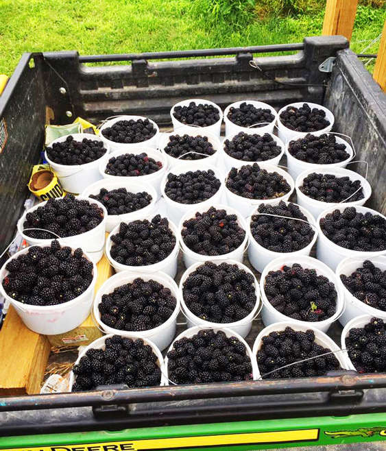 July : What’s happening on the farm