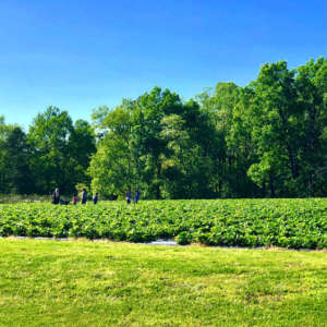 garden-ingram-farm