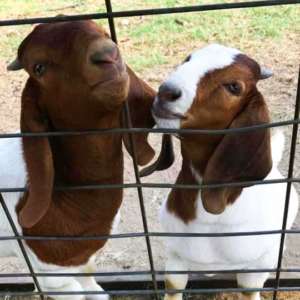 goats-2