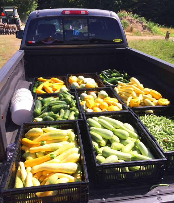 August : What’s happening on the farm
