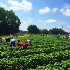 strawberry-picking
