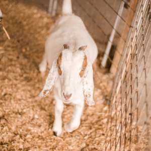 white-goat