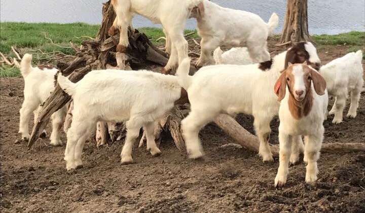 March : What’s happening on the farm